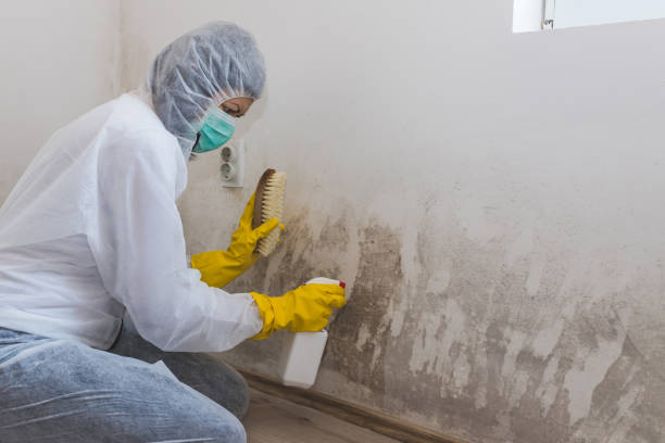Best Home Mold Removal  in North Yelm, WA