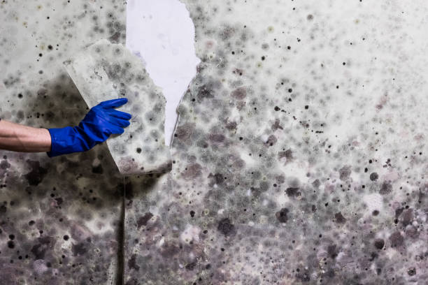 Best Commercial Mold Removal  in North Yelm, WA